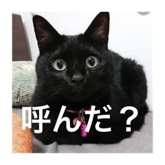 [LINEスタンプ] 気まぐれ黒ニャン