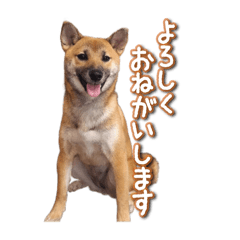 [LINEスタンプ] いないなすたんぷ