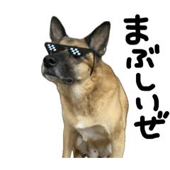 [LINEスタンプ] かっこいい 雑種犬 スパイク スタンプ