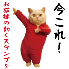[LINEスタンプ] お猫様の動くスタンプ5