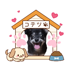 [LINEスタンプ] 子犬のチワワのコテツさん