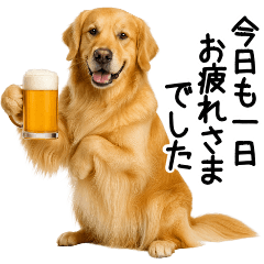 [LINEスタンプ] ゴールデンレトリバー☆毎日使う敬語