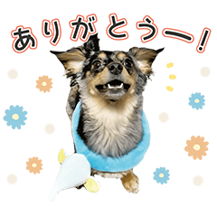[LINEスタンプ] 「ビビとの日常」