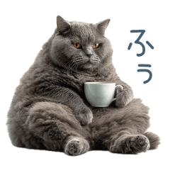 [LINEスタンプ] 毎日使える実写ネコ【挨拶・連絡】