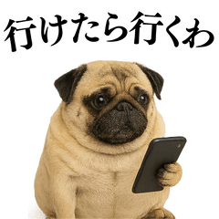 [LINEスタンプ] 【関西弁】毎日使えるリアルなパグ