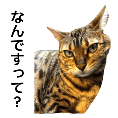 [LINEスタンプ] ベンガルのこけしちゃん フォトVer.2