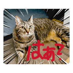 [LINEスタンプ] セブンにゃ 