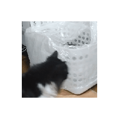 [LINEスタンプ] 我が猫を見よ！ 劇場版 