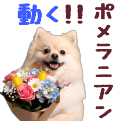 [LINEスタンプ] 動く！ポメラニアン