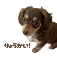 [LINEスタンプ] チワックスのモカ君 part1