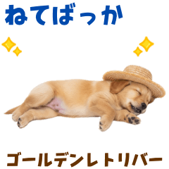 [LINEスタンプ] 毎日つかえる♪ゴールデン子犬スタンプ