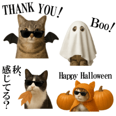 [LINEスタンプ] 秋のサングラス猫♥ハロウィンやお月見