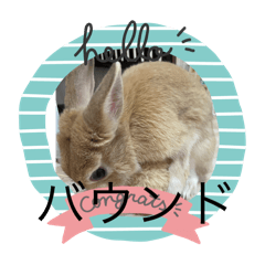 [LINEスタンプ] うさぎとカメ2