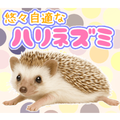 [LINEスタンプ] ツンツンしてる場合か！悠々自適ハリネズミ