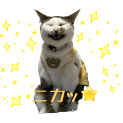 [LINEスタンプ] みーちゃん·͜·ᰔᩚ