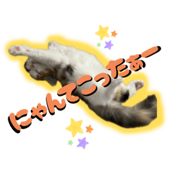 [LINEスタンプ] にゃんこスタンプ。。