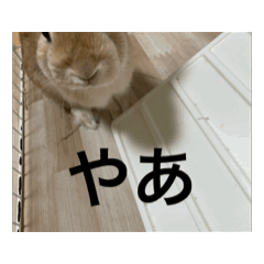 [LINEスタンプ] うさぎとカメ3 