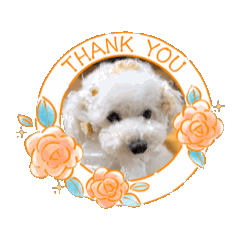 [LINEスタンプ] うちんちのラテちゃん 