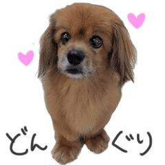 [LINEスタンプ] ペキックスのどんぐり