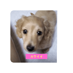 [LINEスタンプ] ラブリー、チャイちゃん 犬