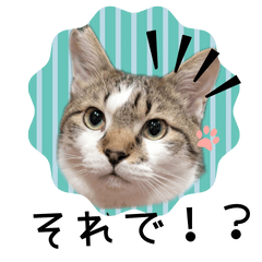 [LINEスタンプ] piliさんちのにゃんずスタンプ2025で～す