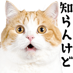 [LINEスタンプ] 関西弁にゃんとも！でぶ猫ミーム2