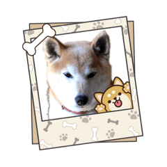 [LINEスタンプ] 柴犬ハルver5