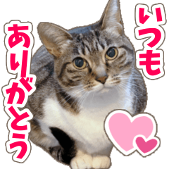 [LINEスタンプ] 【家族の連絡用】コテフクandココア