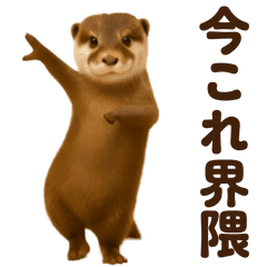 [LINEスタンプ] 踊る！今これカワウソ