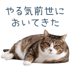 [LINEスタンプ] 実写のネガティブ猫【面白い・かわいい】