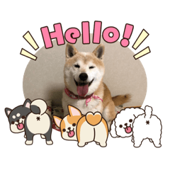 [LINEスタンプ] 柴犬ハルver6