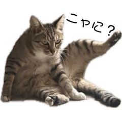 [LINEスタンプ] にゃんChuu