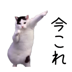 [LINEスタンプ] 激！動く今これ猫ミーム