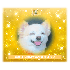 [LINEスタンプ] ぽめちわマルンちゃま☆