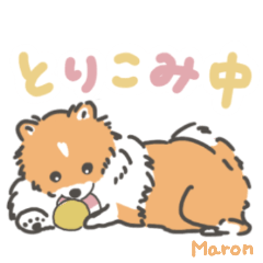 [LINEスタンプ] マロン（ポメラニアン）のスタンプ