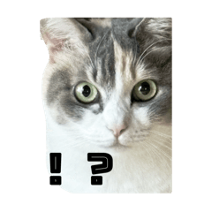 [LINEスタンプ] ハルジルチョコスタンプ