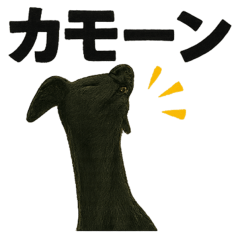 [LINEスタンプ] 頑張るイタリアングレーハウンド