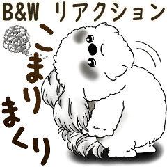 [LINEスタンプ] B＆W シーズー犬 2025 「リアクション2」