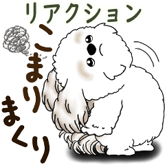 [LINEスタンプ] シーズー犬 2025 「リアクション2」