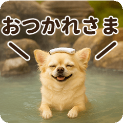 [LINEスタンプ] 秋冬ずっと使える♡ 気づかいチワワ