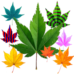 [LINEスタンプ] 大麻(おおあさ)さんのもみじの葉 実写 