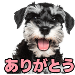 [LINEスタンプ] 毎日使える！！ミニチュアシュナウザー 