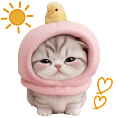 [LINEスタンプ] スコティッシュ猫 毎日送れる 可愛い日常