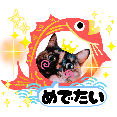 [LINEスタンプ] さび猫1番【実写】Stamp fetchpriority=high
