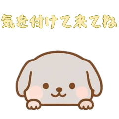 [LINEスタンプ] [気を付けて来てね専用]のぞく犬