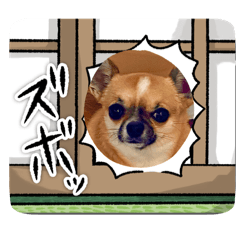 [LINEスタンプ] イッチー（チワワ）スタンプ24