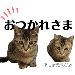 [LINEスタンプ] うちのコ、ツキミミ