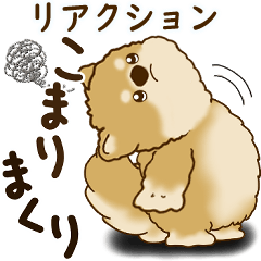 [LINEスタンプ] 柴犬さん 2025 「リアクション2」