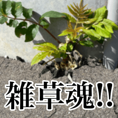 [LINEスタンプ] 雑草による雑草魂！！