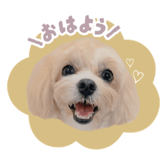 [LINEスタンプ] マルプーのコロン日常スタンプ